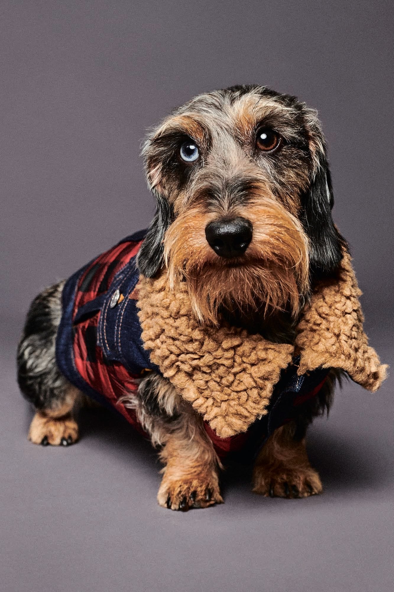 Dsquared2 Unisex Small Dog Jacket